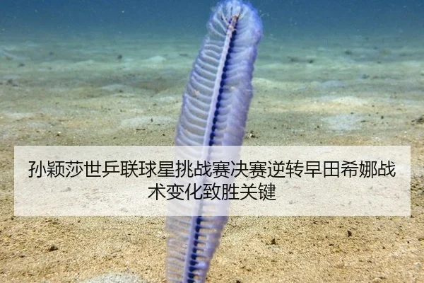 sun-ying-sha-shi-ping-lian-qiu-xing-tiao-zhan-sai-jue-sai-ni-zhuan-zao-tian-xi-na-zhan-shu-bian-hua-zhi-sheng-guan-jian-2-934.jpg