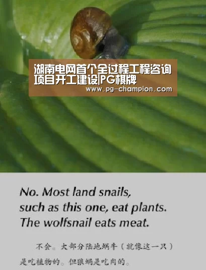 湖南电网首个全过程工程咨询项目开工建设|PG棋牌(图1) PG虎机